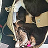 Little Girl is registered to the contest to win money with this photo: cat, handbag, black_and_white, collar, pink, sunlight, indoor, pet, fur, relaxed, cute, animal, closeup, resting, cozy, domestic, whiskers, paw, sleeping, comfort