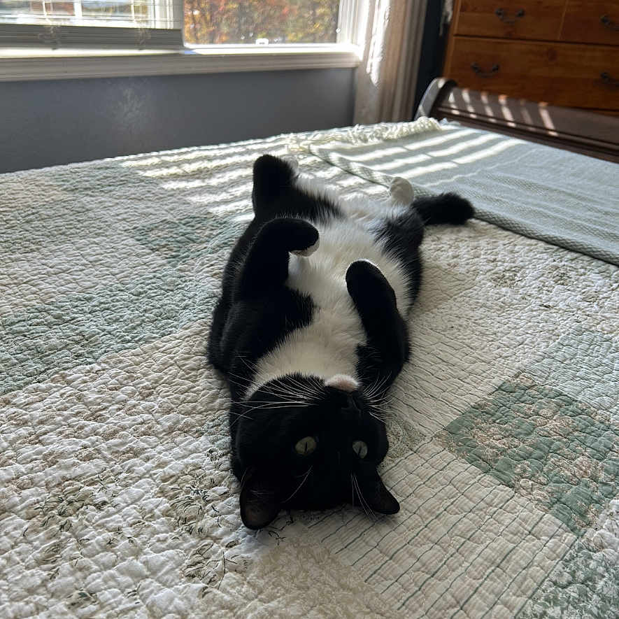 Little Girl is registered to the contest to win money with this photo: cat, black_and_white_cat, bed, quilt, sunlight, window, curtains, bedroom, furniture, dresser, relaxed, pet, indoor, animal, home, cozy, resting, playful, soft_light, comfort