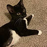Little Girl is registered to the contest to win money with this photo: cat, kitten, black_and_white, carpet, pet, animal, whiskers, playful, indoor, fur, cute, young, lying_down, paw, curious, small, domestic, mammal, eyes, relaxed