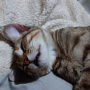 Sammi Luelle joined the competition — help win amazing prizes! cat, tabby, sleeping, relaxation, cozy, feline, pet, fur, whiskers, closeup, indoor, blanket, soft, cute, animal, mammal, resting, peaceful, nap, comfort