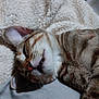 cat, tabby, sleeping, relaxation, cozy, feline, pet, fur, whiskers, closeup, indoor, blanket, soft, cute, animal, mammal, resting, peaceful, nap, comfort