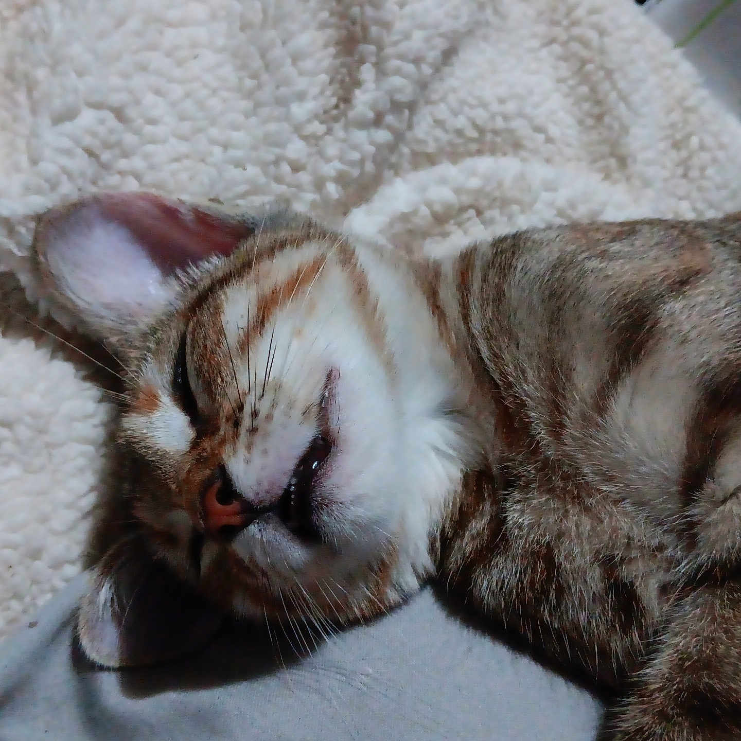 Sammi Luelle joined the competition — help win amazing prizes! animal, blanket, cat, closeup, comfort, cozy, cute, feline, fur, indoor, mammal, nap, peaceful, pet, relaxation, resting, sleeping, soft, tabby, whiskers
