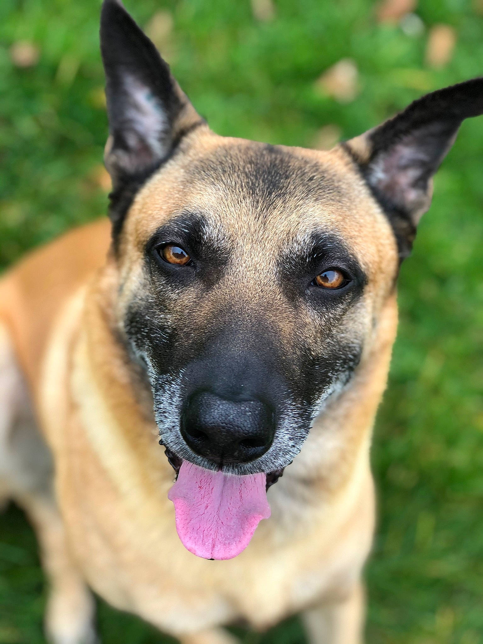 Tintin participe au concours pour gagner de l'argent avec cette photo : belgian_shepherd_malinois, canidae, carnivore, collar, companion_dog, dog, dog_breed, east_european_shepherd, eye, fawn, german_shepherd_dog, grass, herding_dog, plant, snout, sporting_group, terrestrial_animal, whiskers, wildlife, working_dog