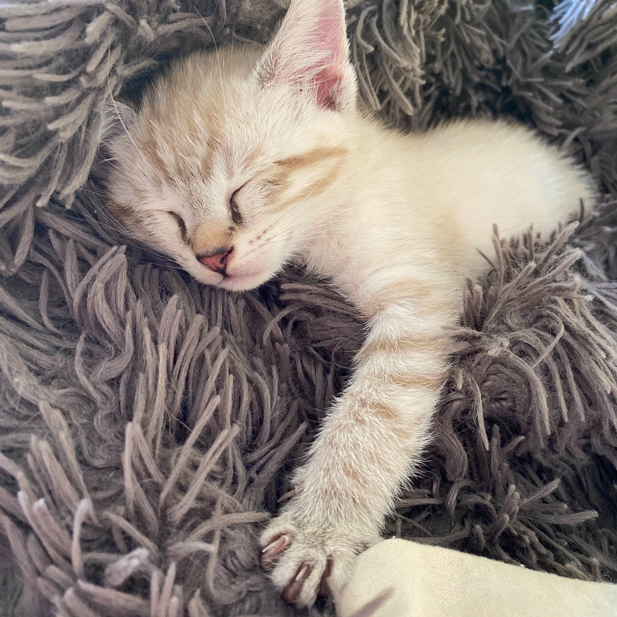 Kobe participe au concours pour gagner de l'argent avec cette photo : asian, carnivore, cat, domestic_short_haired_cat, european_shorthair, eye, fawn, felidae, fur, grass, kitten, nap, nose, polydactyl_cat, sleep, small_to_medium_sized_cats, tabby_cat, whiskers