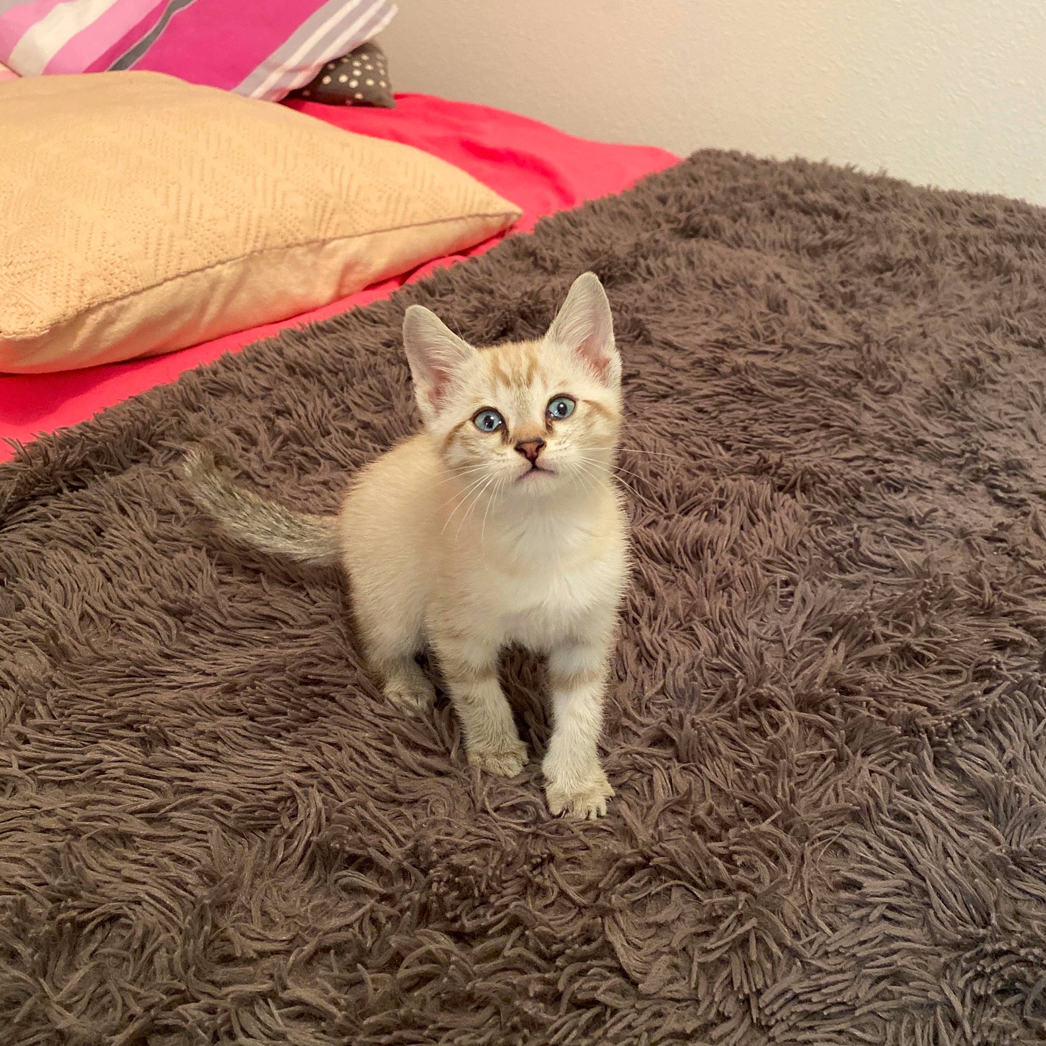 Kobe participe au concours pour gagner de l'argent avec cette photo : asian, burmilla, carnivore, cat, colorpoint_shorthair, domestic_short_haired_cat, european_shorthair, eye, fawn, felidae, fur, kitten, mammal, ojos_azules, sky, small_to_medium_sized_cats, tail, turkish_angora, vertebrate, whiskers