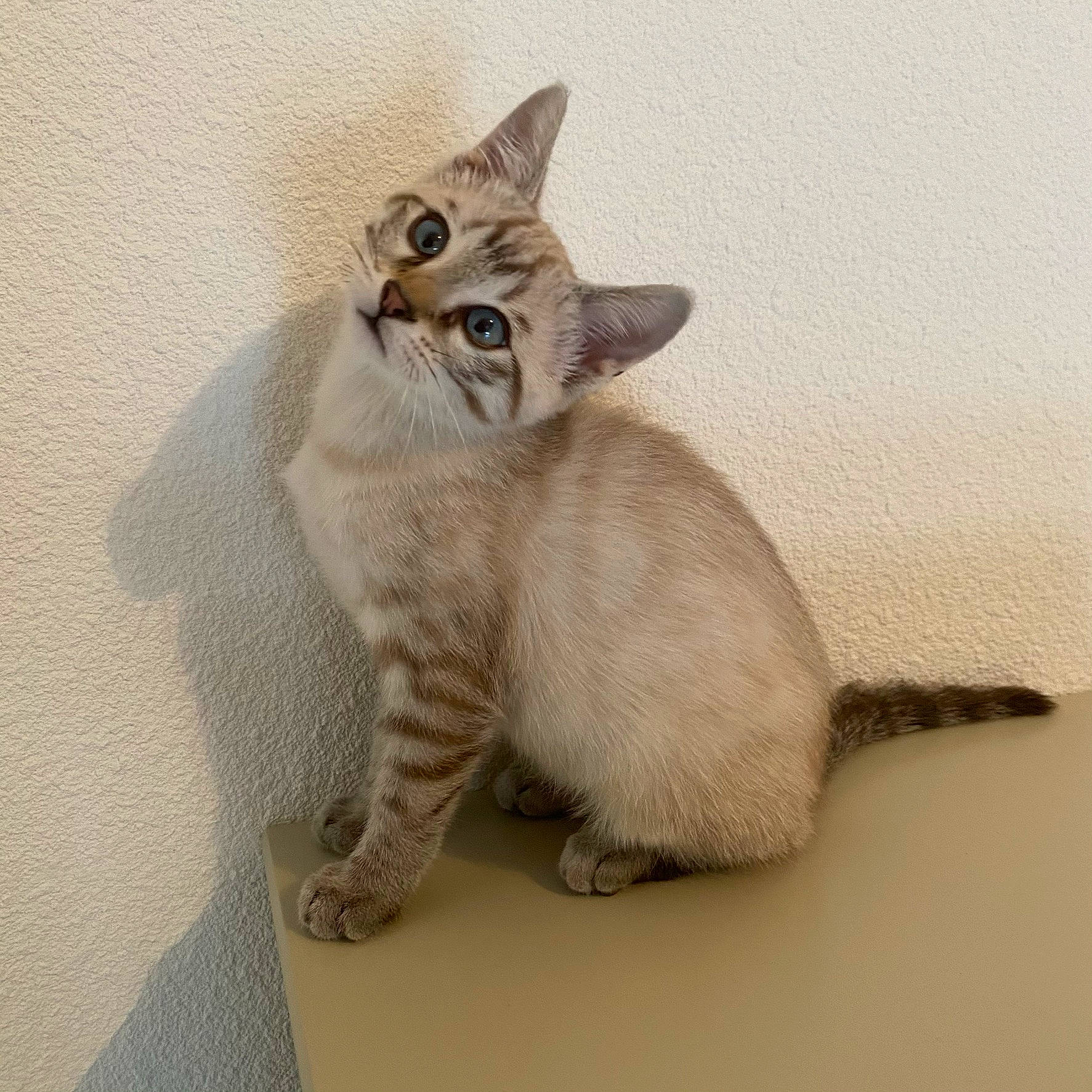 Kobe a rejoint le concours — aidez-le/la à gagner de superbes lots ! asian, australian_mist, british_shorthair, carnivore, cat, domestic_short_haired_cat, ear, european_shorthair, fawn, felidae, kitten, mammal, munchkin, ojos_azules, small_to_medium_sized_cats, tabby_cat, tail, thai, vertebrate, whiskers