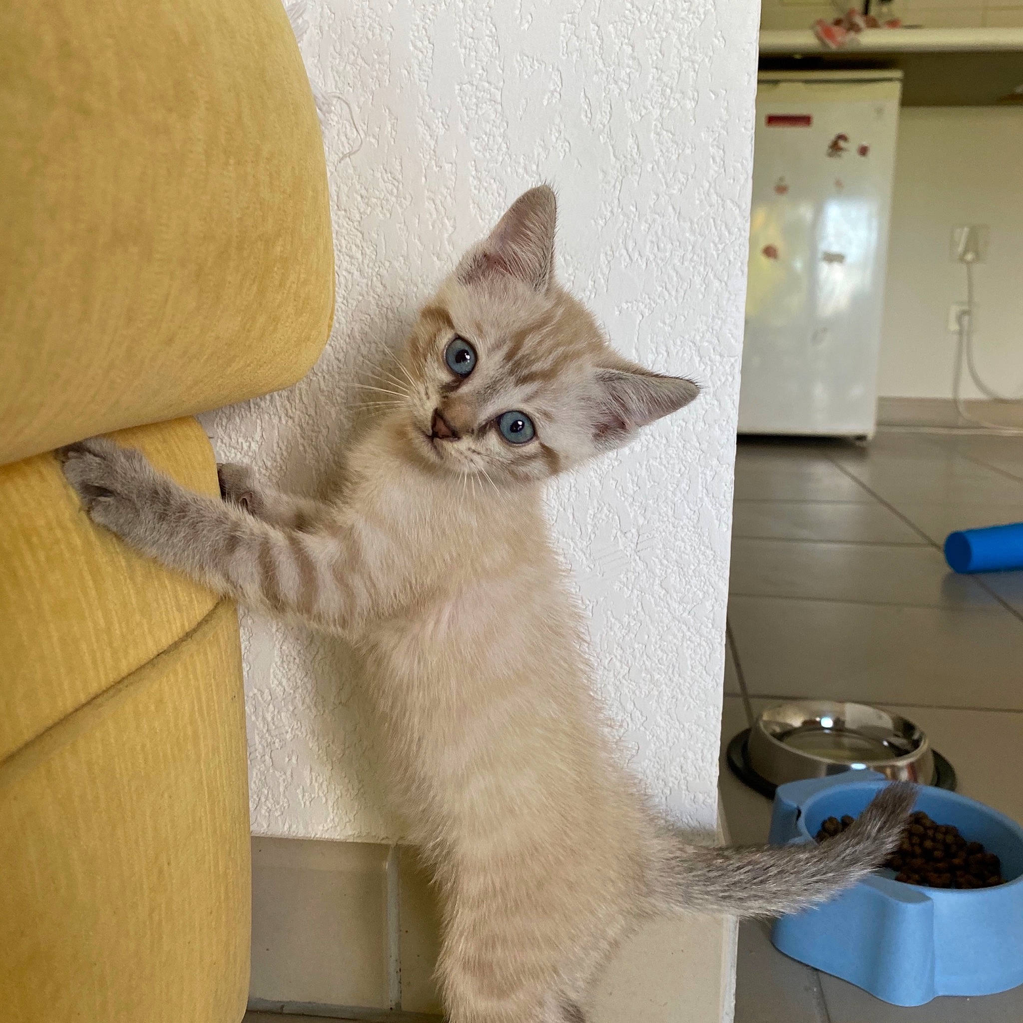 Kobe participe au concours pour gagner de l'argent avec cette photo : aegean_cat, asian, balinese, burmilla, carnivore, cat, domestic_short_haired_cat, european_shorthair, fawn, felidae, kitten, mammal, ojos_azules, singapura, small_to_medium_sized_cats, tail, thai, tonkinese, vertebrate, whiskers