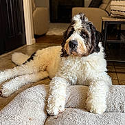 Murphy joined the competition — help win amazing prizes! animal, black_fur, chair, companion, cozy, curly_fur, dog, dog_bed, floor, furniture, home, indoor, large_dog, lying_down, pet, portrait, relaxed, table, tile_floor, white_fur
