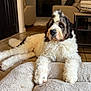 animal, black_fur, chair, companion, cozy, curly_fur, dog, dog_bed, floor, furniture, home, indoor, large_dog, lying_down, pet, portrait, relaxed, table, tile_floor, white_fur