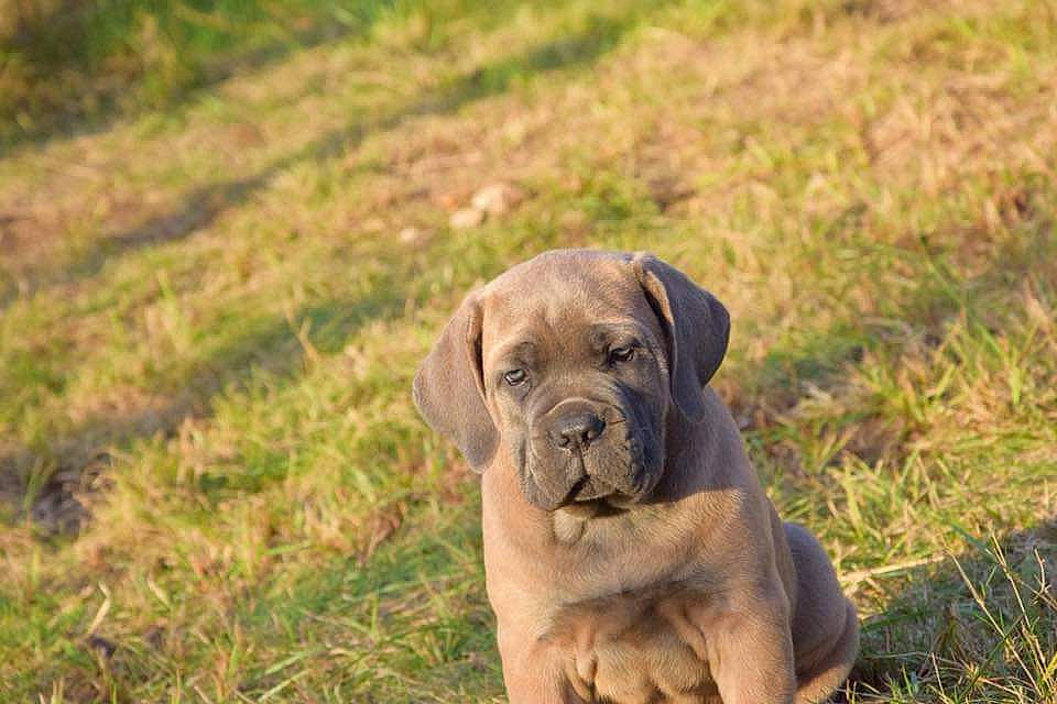 Orion a rejoint le concours — aidez-le/la à gagner de superbes lots ! american_mastiff, bandog, boerboel, cane_corso, canidae, carnivore, dog, dog_breed, english_mastiff, fawn, great_dane, guard_dog, mammal, molosser, neapolitan_mastiff, non_sporting_group, puppy, sporting_group, vertebrate, working_dog
