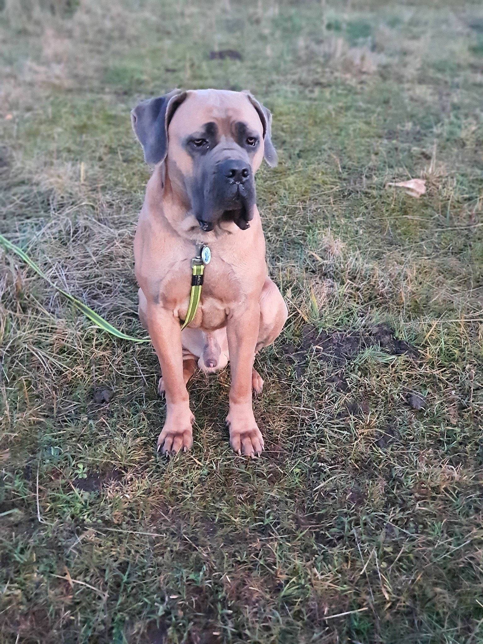 Orion participe au concours pour gagner de l'argent avec cette photo : american_mastiff, black_mouth_cur, boerboel, boxer, bullmastiff, canidae, carnivore, dog, dog_breed, english_mastiff, fawn, grass, mammal, molosser, perro_de_presa_mallorquin, rare_breed_dog, vertebrate, working_dog