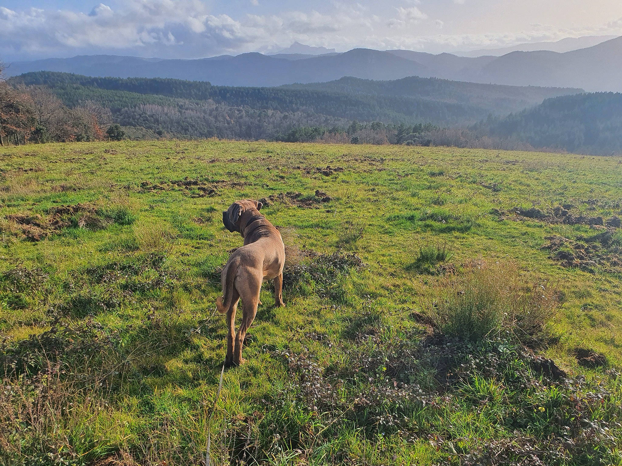 Orion participe au concours pour gagner de l'argent avec cette photo : canidae, cloud, dog, fawn, grass, grassland, highland, hill, mountain, mountainous_landforms, national_park, natural_environment, pasture, rural_area, savanna, sky, sporting_group, wilderness, wildlife, working_animal