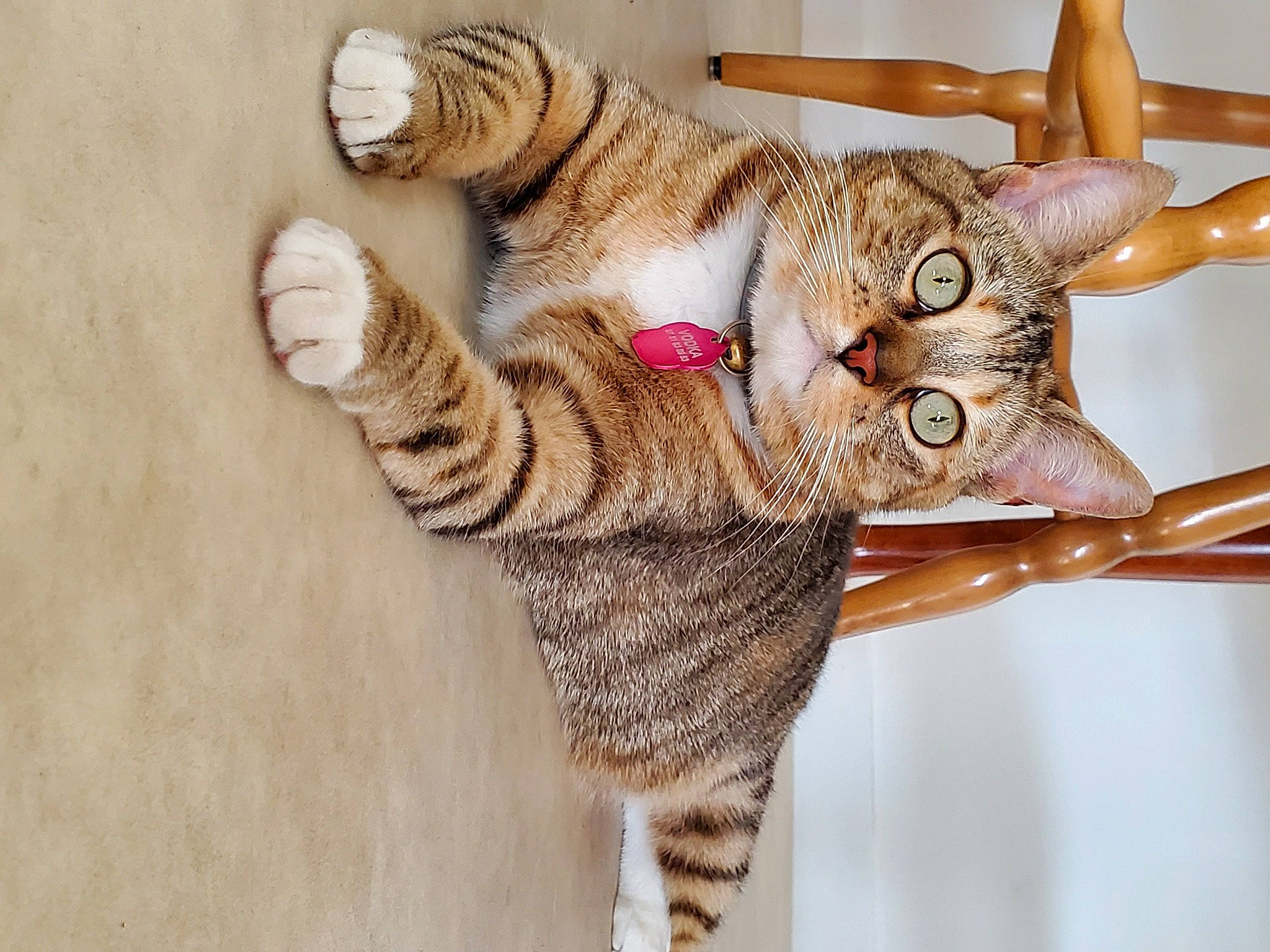 Vodka a rejoint le concours — aidez-le/la à gagner de superbes lots ! carnivore, cat, claw, domestic_short_haired_cat, eye, fashion_accessory, fawn, felidae, foot, fur, gesture, mammal, nail, paw, small_to_medium_sized_cats, tail, terrestrial_animal, vertebrate, whiskers, wood