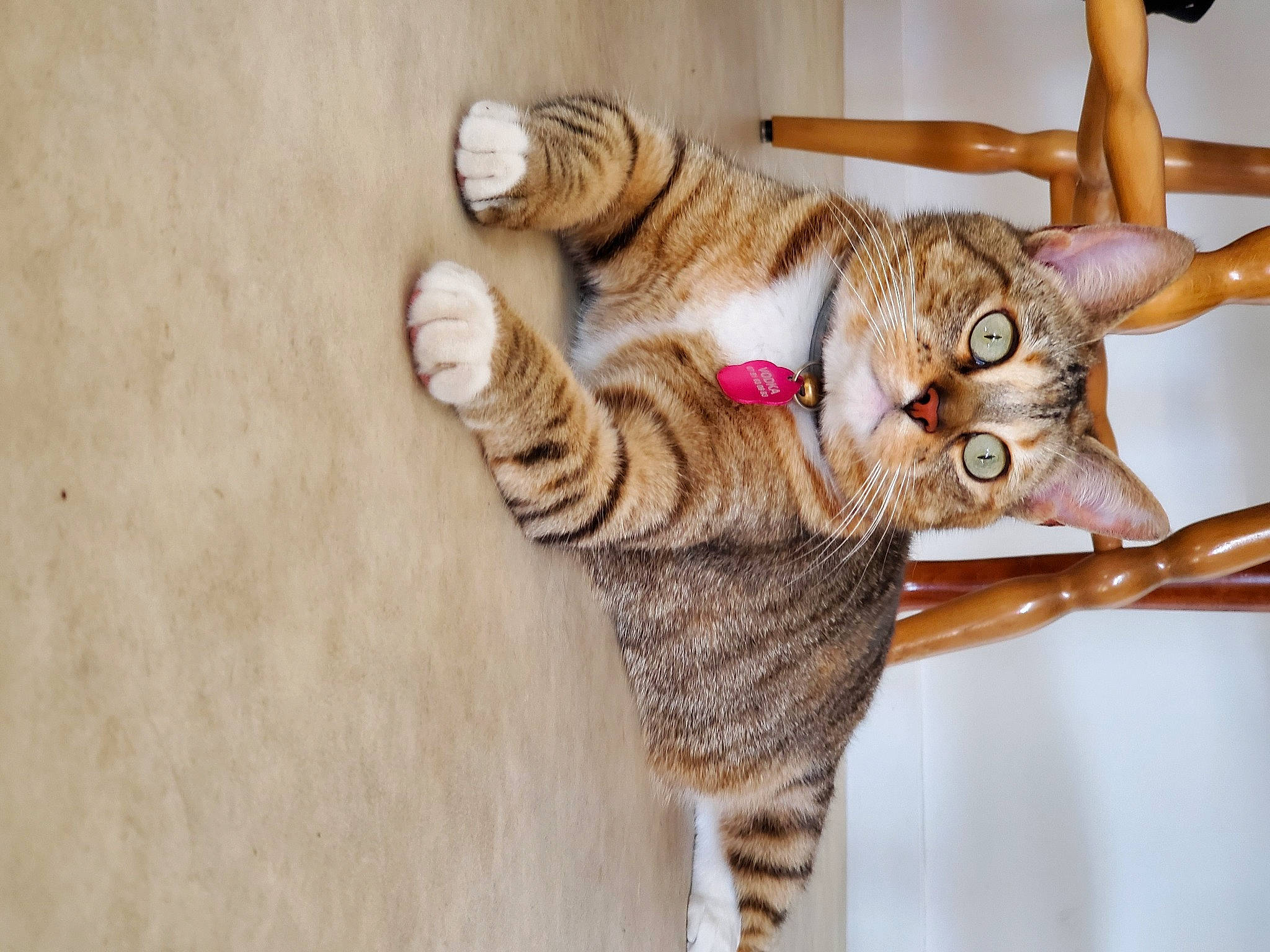 Vodka participe au concours pour gagner de l'argent avec cette photo : carnivore, cat, claw, domestic_short_haired_cat, fawn, felidae, foot, fur, gesture, nail, paw, small_to_medium_sized_cats, snout, tail, terrestrial_animal, toe, toy, whiskers, wildlife, wood