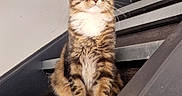 Barco participe au concours pour gagner de l'argent avec cette photo : cat, kitten, tabby, fluffy, fur, whiskers, ears, eyes, face, sitting, stairs, staircase, indoors, home, interior, jars, snacks, wood, portrait, pet