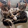 Barco participe au concours pour gagner de l'argent avec cette photo : cat, kitten, two_cats, tabby, pet, animal, feline, sitting, lying_down, wide_eyed, front_view, fur, striped_fur, white_paws, indoors, living_room, sofa, cushion, radiator, television