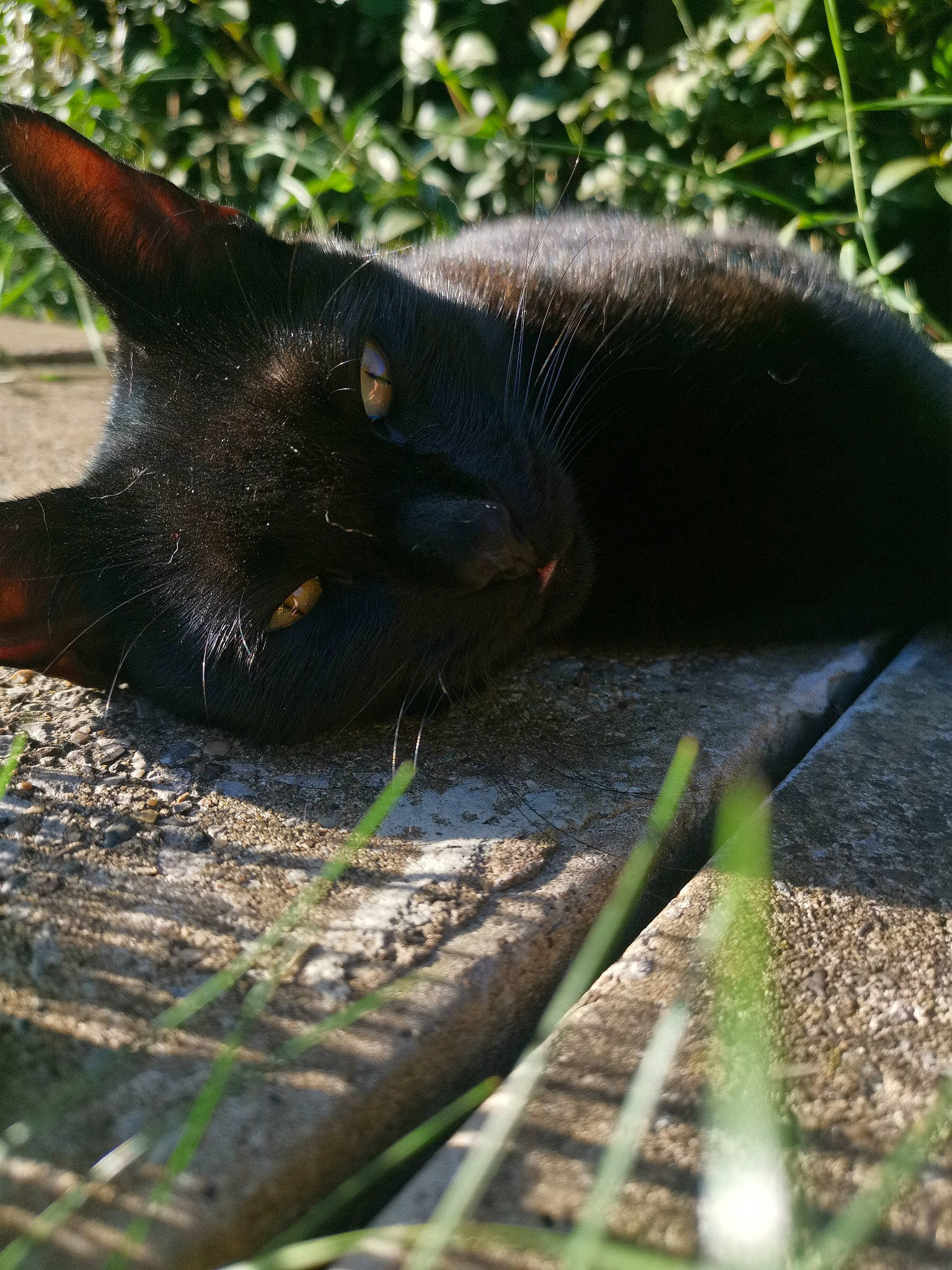 Tommy is registered to the contest to win money with this photo: black_cat, bombay, botany, burmese, carnivore, cat, domestic_short_haired_cat, felidae, grass, havana_brown, organism, plant, small_to_medium_sized_cats, snout, tail, tree, whiskers, wildlife