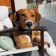 Nimbus a rejoint le concours — aidez-le/la à gagner de superbes lots ! dog, brown_dog, outdoor, balcony, chair, cushion, resting, sunlight, fence, mountains, blue_sky, relaxed, pet, domestic_animal, wooden_armrest, leash, collar, daylight, house, shadow