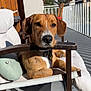 dog, brown_dog, outdoor, balcony, chair, cushion, resting, sunlight, fence, mountains, blue_sky, relaxed, pet, domestic_animal, wooden_armrest, leash, collar, daylight, house, shadow