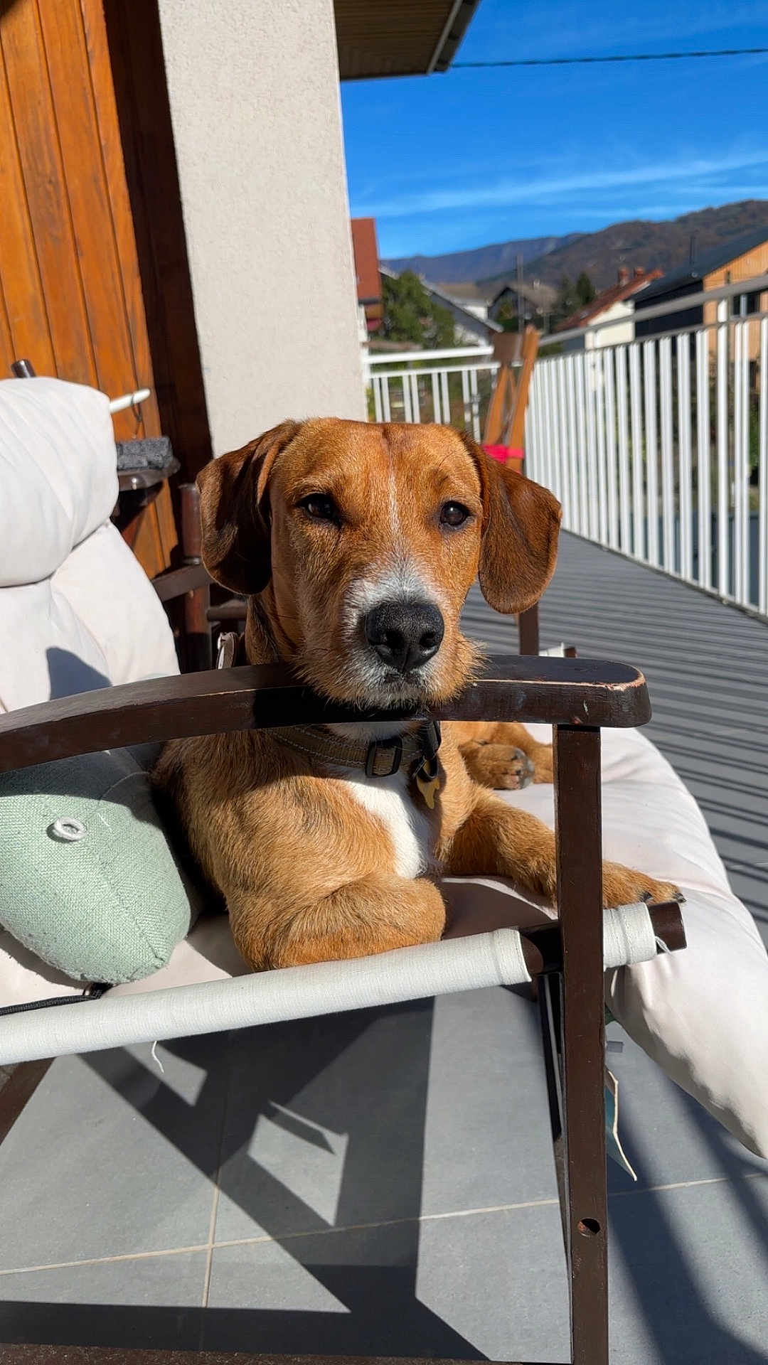 Nimbus a rejoint le concours — aidez-le/la à gagner de superbes lots ! dog, brown_dog, outdoor, balcony, chair, cushion, resting, sunlight, fence, mountains, blue_sky, relaxed, pet, domestic_animal, wooden_armrest, leash, collar, daylight, house, shadow