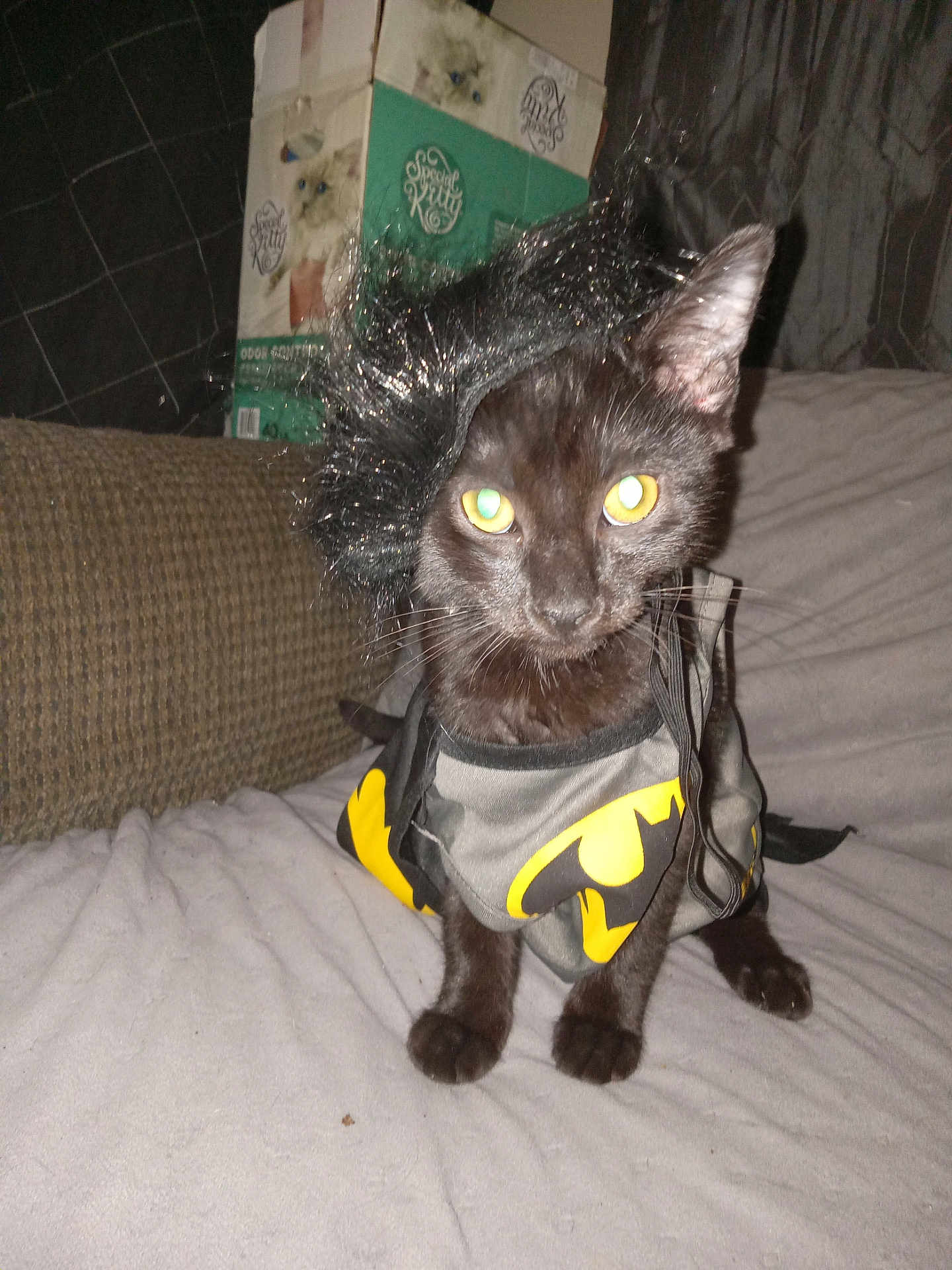 Batman is registered to the contest to win money with this photo: black_cat, costume, batman_logo, wig, pet, indoor, couch, box, cat_litter, feline, animal, fur, whiskers, ears, yellow_eyes, sitting, fabric, curtain, home, cute