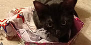 Batman joined the competition — help win amazing prizes! cat, black_cat, box, fabric, mirror, comb, brush, grooming, indoor, curious, pet, animal, container, reflection, table, household_items, close_up, feline, resting, small_space