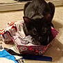 cat, black_cat, box, fabric, mirror, comb, brush, grooming, indoor, curious, pet, animal, container, reflection, table, household_items, close_up, feline, resting, small_space