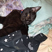 Batman is registered to the contest to win money with this photo: black_cat, cat, collar, bed, blanket, pillow, indoor, resting, pet, fur, animal, sleepy, yellow_eyes, textile, pattern, fabric, comfort, relaxation, domestic_animal, cute