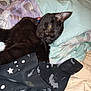 black_cat, cat, collar, bed, blanket, pillow, indoor, resting, pet, fur, animal, sleepy, yellow_eyes, textile, pattern, fabric, comfort, relaxation, domestic_animal, cute