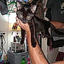 Batman is registered to the contest to win money with this photo: black_cat, kitten, tattoo, arm, indoor, clutter, lamp, bottle, hat, clothing, storage_drawer, person, hand, furniture, wall, poster, room, sitting, pet, animal