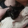 Batman joined the competition — help win amazing prizes! black_cat, cat, pet, animal, bed, blanket, tattoo, human_arm, human_leg, shorts, indoor, resting, feline, fur, whiskers, close_up, domestic_animal, relaxation, comfort, soft