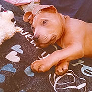 Spike joined the competition — help win amazing prizes! puppy, dog, blanket, toy, pink_sweater, resting, indoor, cozy, cute, young_dog, pet, fur, paw, sleepy, comfort, fabric, soft_toy, home, relaxed, animal