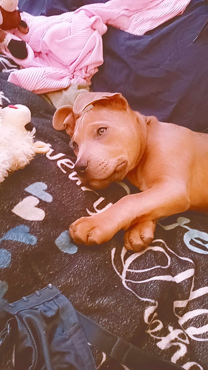 Spike joined the competition — help win amazing prizes! puppy, dog, blanket, toy, pink_sweater, resting, indoor, cozy, cute, young_dog, pet, fur, paw, sleepy, comfort, fabric, soft_toy, home, relaxed, animal