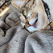 William joined the competition — help win amazing prizes! cat, tabby, close_up, green_eyes, collar, star_tag, blanket, soft_texture, relaxed, pet, indoor, fur, whiskers, nose, mouth, sleepy, cute, domestic_animal, cozy, resting