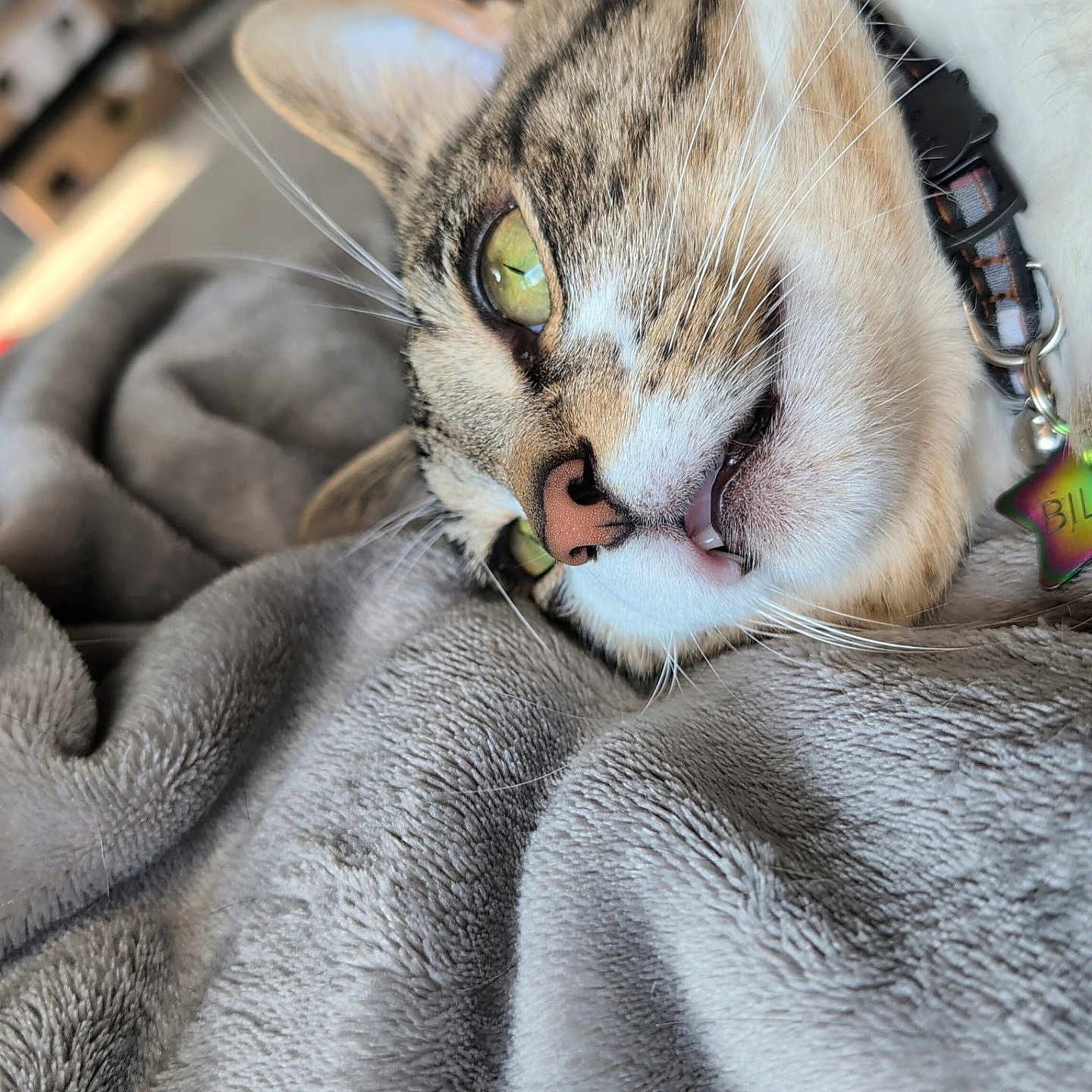 William joined the competition — help win amazing prizes! cat, tabby, close_up, green_eyes, collar, star_tag, blanket, soft_texture, relaxed, pet, indoor, fur, whiskers, nose, mouth, sleepy, cute, domestic_animal, cozy, resting