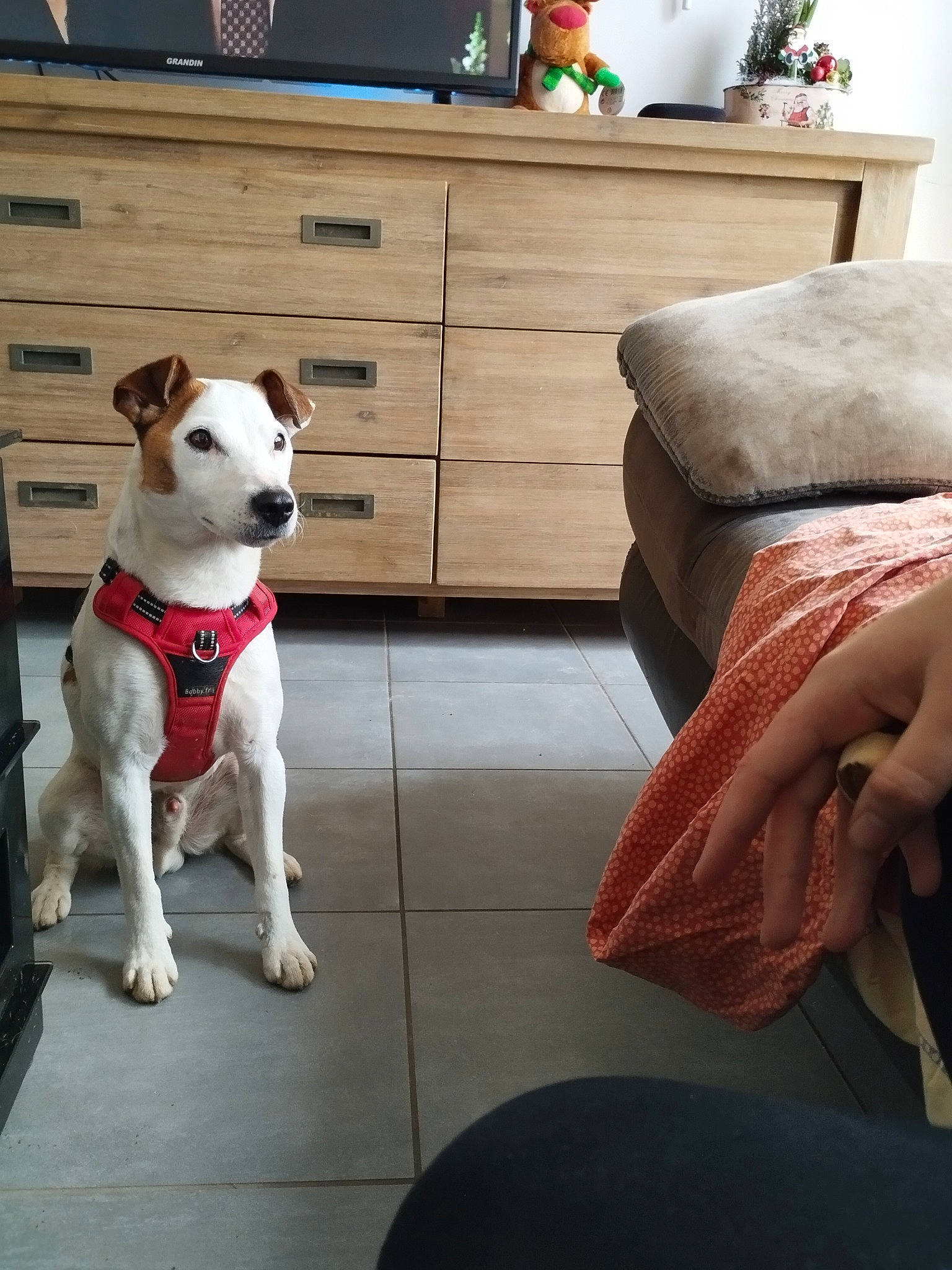 Rafale a rejoint le concours — aidez-le/la à gagner de superbes lots ! cabinetry, chest_of_drawers, collar, comfort, companion_dog, couch, dog, dog_breed, dog_collar, drawer, dresser, fawn, flooring, hardwood, living_room, pet_supply, table, white, wood, working_animal