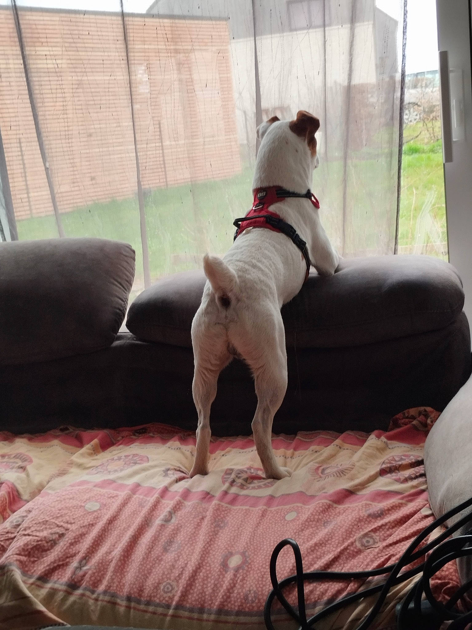 Rafale participe au concours pour gagner de l'argent avec cette photo : carnivore, chair, collar, comfort, companion_dog, couch, dog, dog_collar, dog_supply, fawn, floor, flooring, hardwood, interior_design, mammal, pet_supply, plant, tints_and_shades, window, working_animal