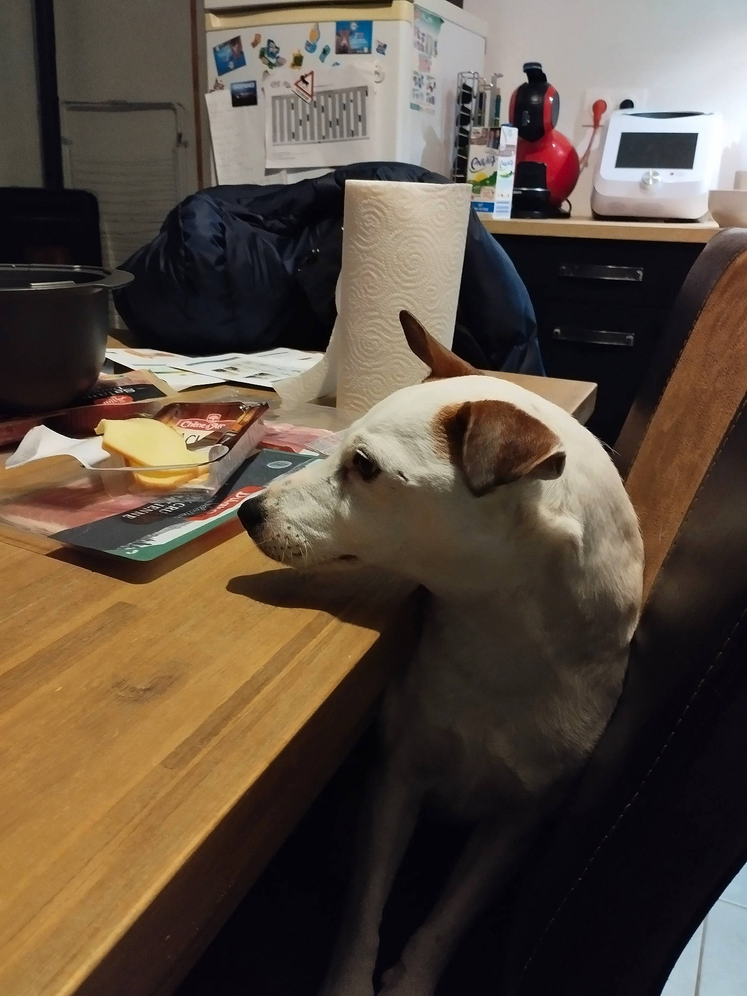 Rafale a rejoint le concours — aidez-le/la à gagner de superbes lots ! canidae, carnivore, comfort, companion_dog, desk, dog, dog_breed, fawn, felidae, flooring, hardwood, home_appliance, living_room, plywood, room, small_to_medium_sized_cats, sporting_group, table, wood, working_animal