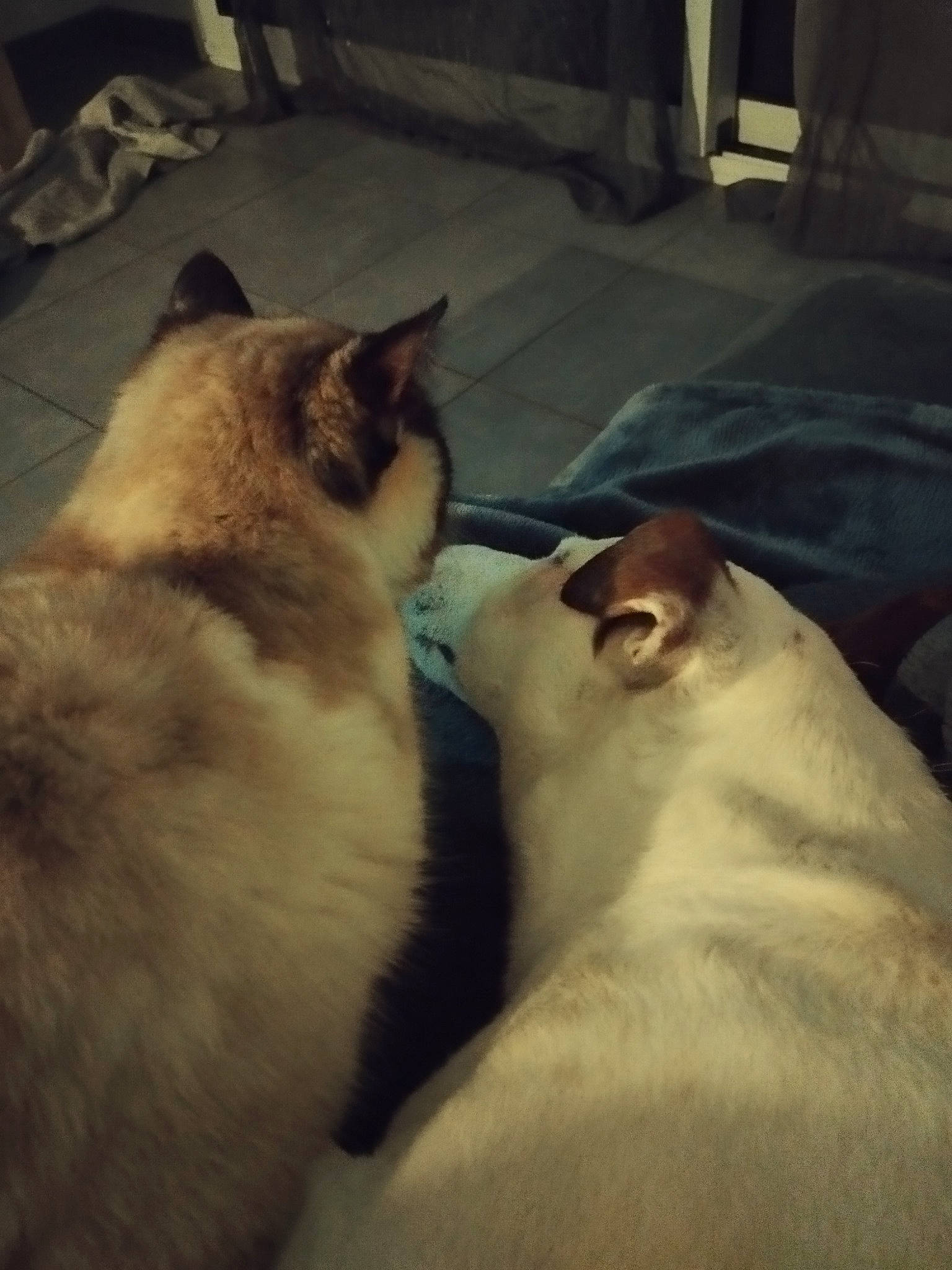 Rafale participe au concours pour gagner de l'argent avec cette photo : canidae, carnivore, cat, cloud, comfort, companion_dog, dog_breed, domestic_short_haired_cat, fawn, felidae, fur, nap, paw, sky, small_to_medium_sized_cats, snout, sporting_group, square, tail, whiskers