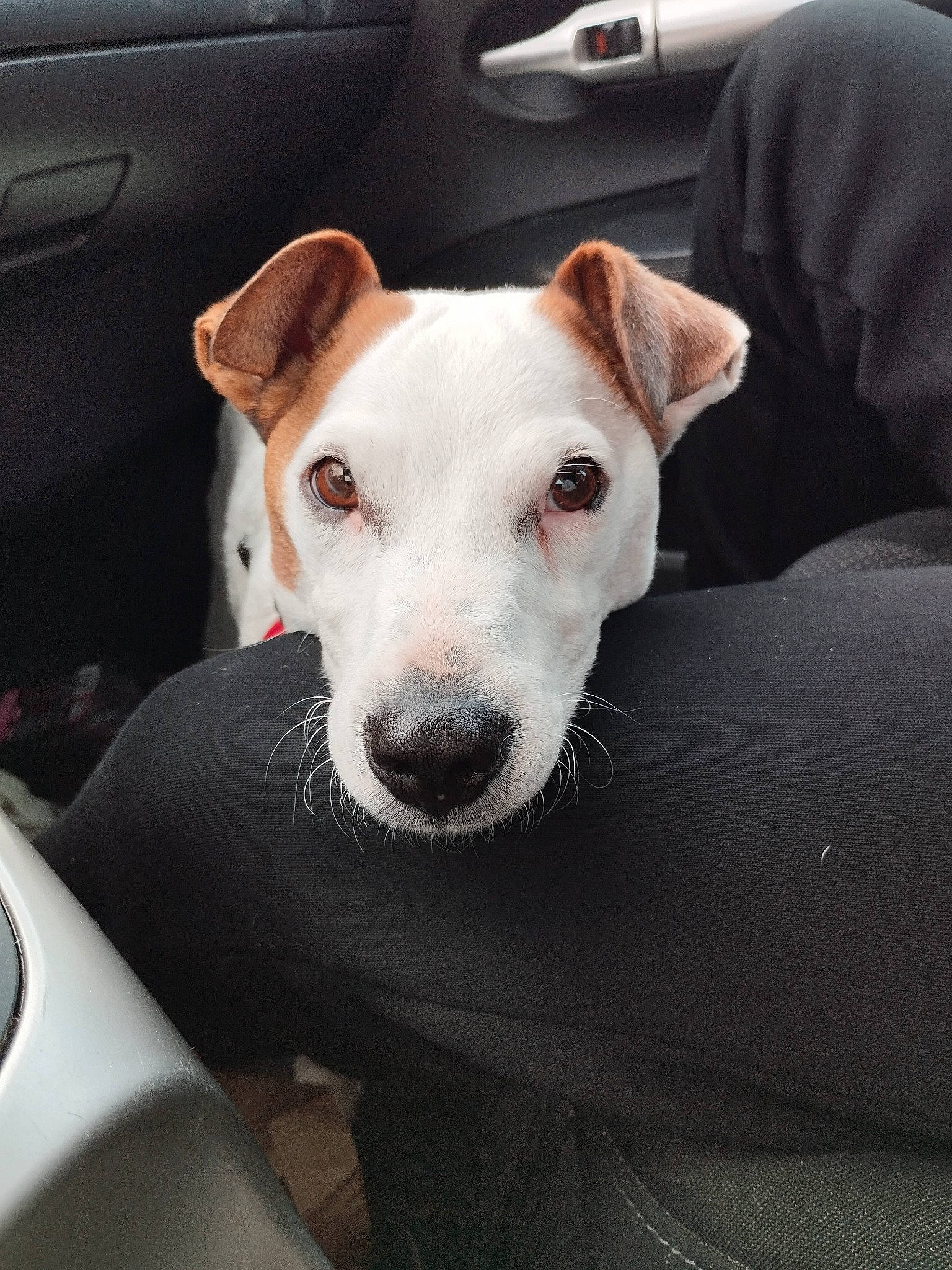 Rafale a rejoint le concours — aidez-le/la à gagner de superbes lots ! auto_part, automotive_exterior, canidae, car, carnivore, collar, comfort, companion_dog, dog, dog_breed, dog_collar, family_car, fawn, non_sporting_group, sporting_group, street_dog, vehicle, vehicle_door, whiskers, working_animal