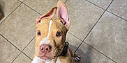 Toby is registered to the contest to win money with this photo: puppy, dog, pet, indoor, tile_floor, ears, collar, curious, jumping, looking_up, brown, white, animal, young, cute, canine, floor, household, playful, domestic