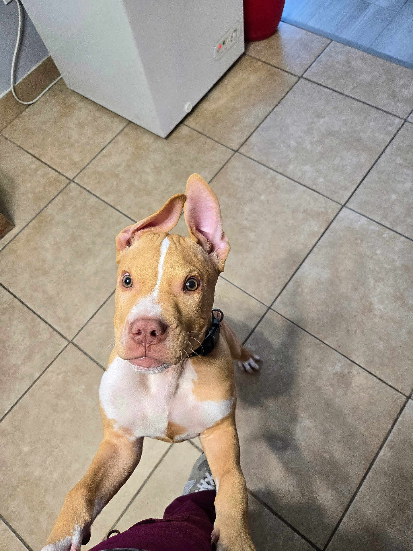 Toby is registered to the contest to win money with this photo: puppy, dog, pet, indoor, tile_floor, ears, collar, curious, jumping, looking_up, brown, white, animal, young, cute, canine, floor, household, playful, domestic