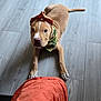 dog, puppy, bandana, floor, wooden_floor, indoor, pet, animal, curious, ears, brown_dog, light, orange_cloth, laying_down, looking, cute, young_dog, four_legs, tail, domestic_animal