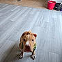Toby joined the competition — help win amazing prizes! dog, puppy, indoor, floor, wooden_floor, blurry, pet, brown_dog, household_items, bucket, tile_floor, box, small_dog, flooring, domestic_animal, canine, room, blurred, floor_tiles, animal