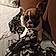 Tobby