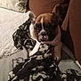 animal, blanket, brown, cozy, cushion, cute, dog, ears, face, french_bulldog, fur, home, indoor, pet, puppy, resting, sitting, small, soft, white