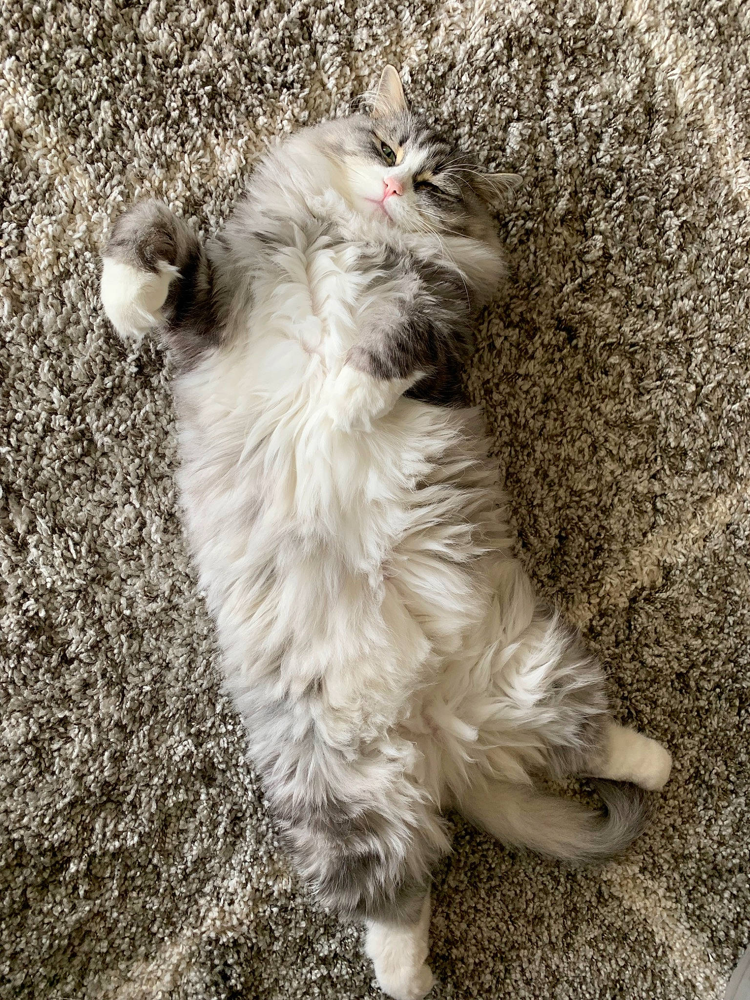 Gideon is registered to the contest to win money with this photo: american_curl, british_semi_longhair, canidae, carnivore, cat, dog_breed, domestic_long_haired_cat, fawn, felidae, fur, kitten, mammal, norwegian_forest_cat, paw, persian, ragamuffin, ragdoll, small_to_medium_sized_cats, tail, whiskers