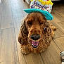 dog, birthday_hat, brown_dog, cocker_spaniel, indoor, wooden_floor, pet, animal, celebration, toy, playful, happy, canine, fur, closeup, mammal, cute, pet_accessory, smiling, tongue