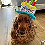 Cookie participe au concours pour gagner de l'argent avec cette photo : dog, birthday_hat, indoor, wooden_floor, pet, brown_fur, long_ears, cute, celebration, toy, plush, living_room, fur, animal, canine, close_up, floor, house, domestic, expression