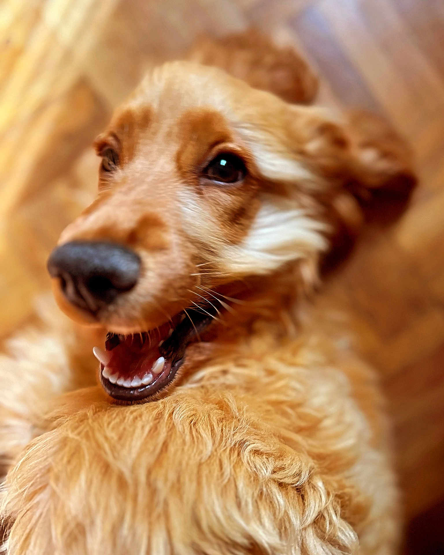 Cookie a rejoint le concours — aidez-le/la à gagner de superbes lots ! dog, golden_fur, close_up, happy, playful, pet, animal, smiling, teeth, fur, canine, lying_down, wooden_floor, cute, friendly, domestic_animal, portrait, brown, indoor, expression